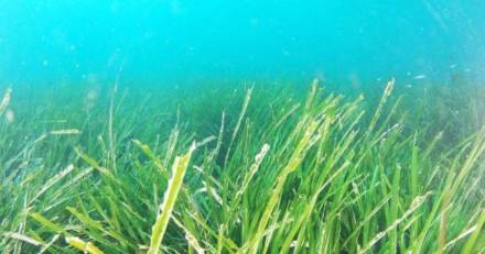 Bassin de Thau - Nouvelle plongée dans la « forêt bleue » ! La campagne 2024 des Herbiers de Thau a débutée