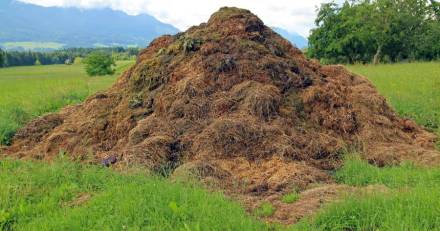 Grau du Roi - Terre de Camargue : Distribution de compost