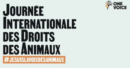 France - En décembre, One Voice se mobilise pour la Journée internationale des droits des animaux