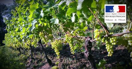 Hérault - VITICULTURE : Prolongation jusqu'au 10 mars du dispositif « fonds d'urgence » pour la viticulture dans l'Hérault