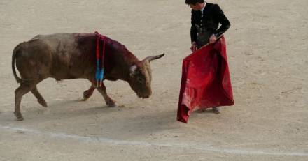 Béziers - Le COLBAC dénonce la cruauté des entraînements à la corrida