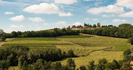 Occitanie - Les vignobles du Sud-Ouest préparent leur adaptation